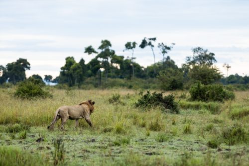 Male lion on the lookout

