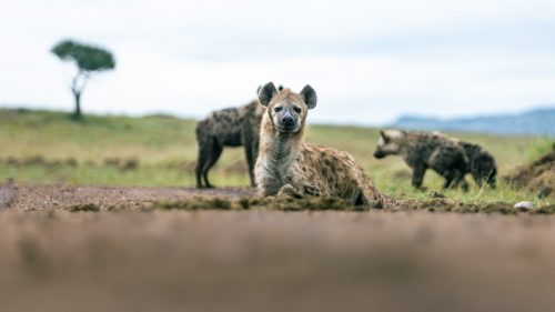 A relaxed family of hyenas 