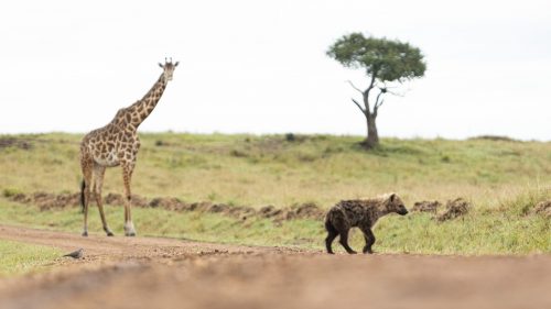 A ring-necked dove chasing a young hyena across the road
