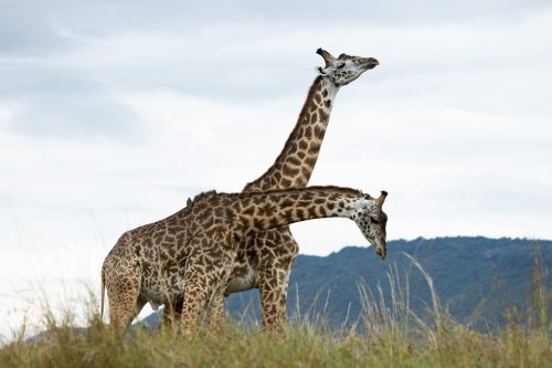 Two young males in a friendly battle
