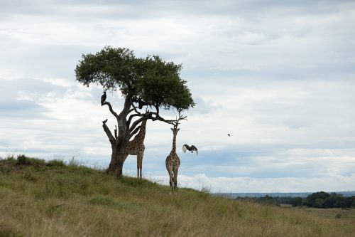 A family of southern ground hornbills having a meeting with a few giraffes
