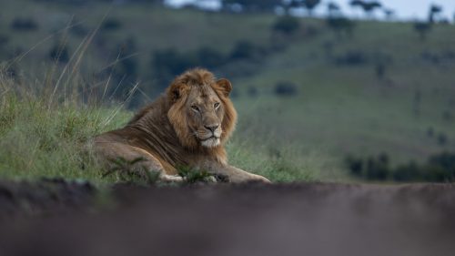 Olalashe, is currently one of the best-looking male lion in the Mara Triangle