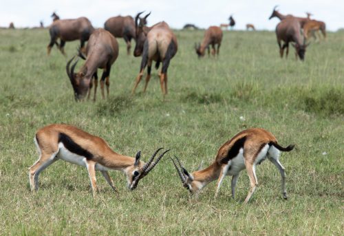 Two male Thomson’s gazelles fight for dominance
