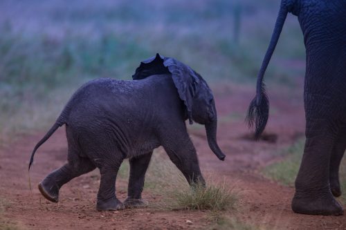 A delightful sighting of a new born baby elephant
