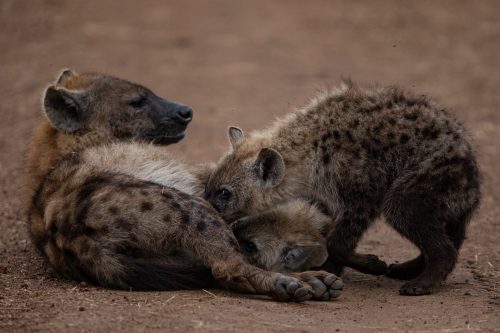 Two youngsters nursing