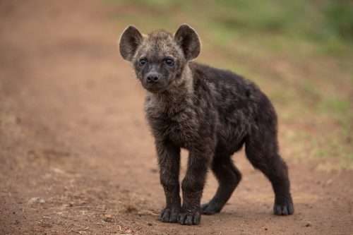 An inquisitive hyena pup
