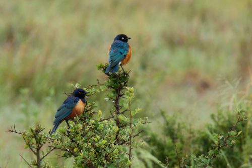 Both Hildebrand’s (front) and superb (rear) starlings featured here in the same frame
