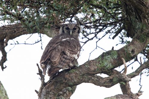 A Verreaux’s eagle owl hiding in the shade of a tree
