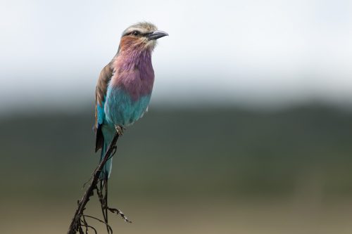 Lilac-breasted roller poses in a small twig
