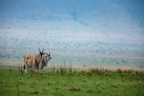 Eland enjoying the short grass
