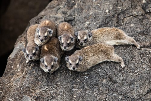 A cuddle puddle of hyrax babies
