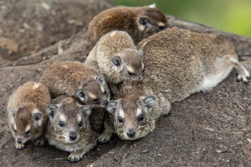 Angama Mara's resident hyrax family