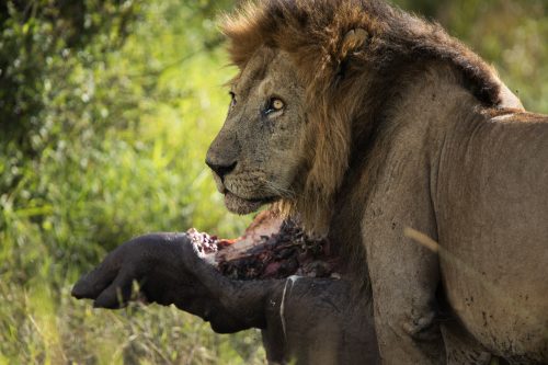 Male lion known as Doa keeping an ever watchful eye 