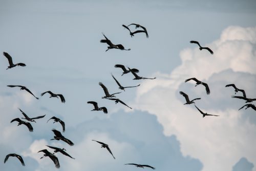 A huge flock of open-billed storks flying over the Mara River
