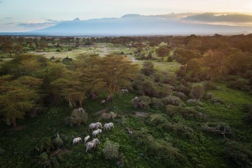 Some of the elephants who call this home | photo: Jeremy Goss