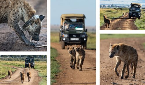 The hyena of the Mara Triangle up to their usual antics 