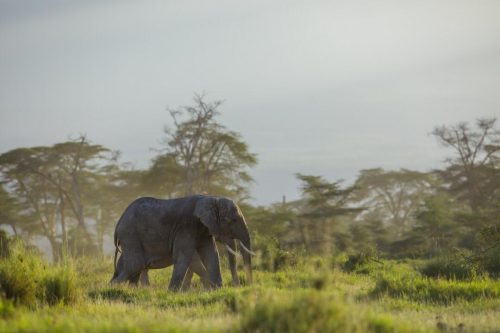 Two ellies out for a morning stroll in the Sanctuary | photo: Jeremy Goss