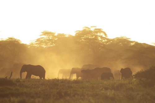 A breeding herd in the dust at dusk | photo: Jeremy Goss