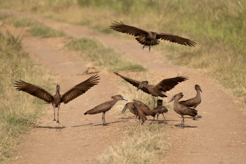 Hamerkops vying for attention 