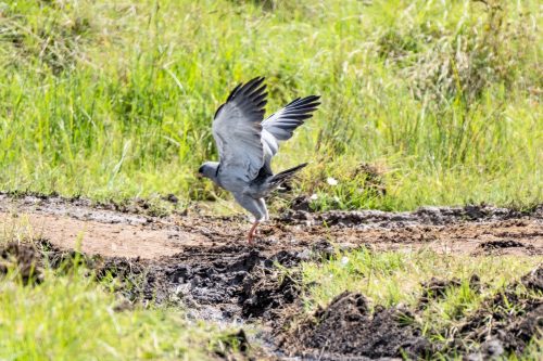 Dark chanting goshawk in action