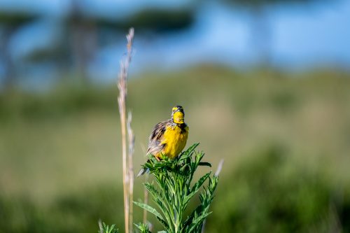 A yellow-throated longclaw warming up its vocal cords 