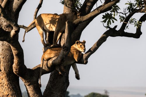 Mama Kali of the Angama Pride takes to the sky for a 'steak'-out 