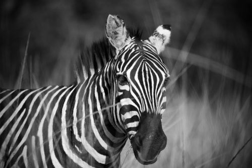 Zebra finding a refuge in the grass