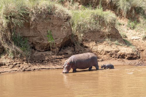 A mother hippo makes sure her calf gets its vitamin D