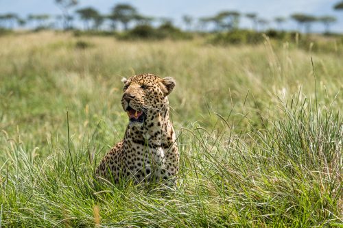 Above: Shepherd the super leopard is back