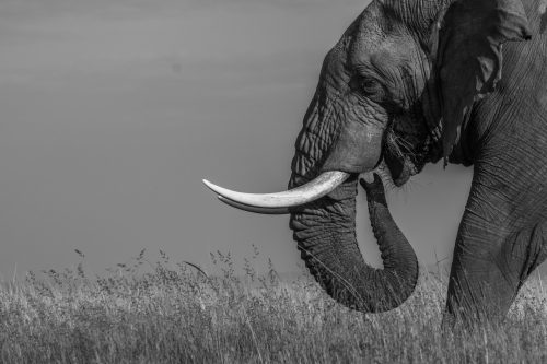 Capturing the intelligent wisdom of the elephant in black and white