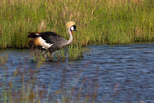 The Grey Crowned Crane – one of nature’s finest architects