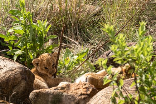 One of the pride's new bundles of joy hidden safely away