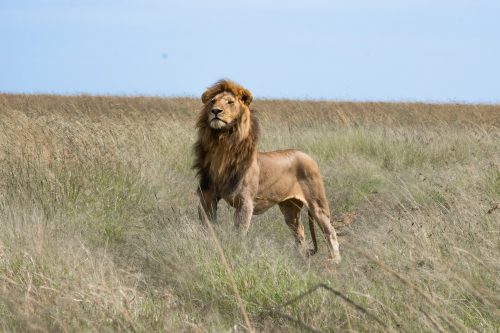 A king surveys 'everything the light touches' 