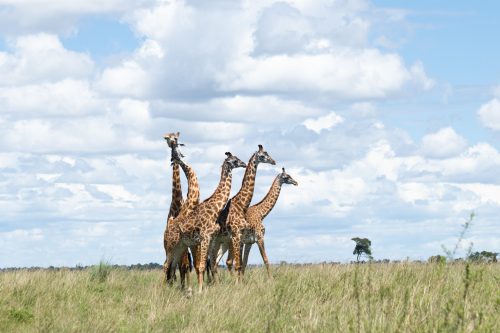 Five male giraffes in the boxing ring