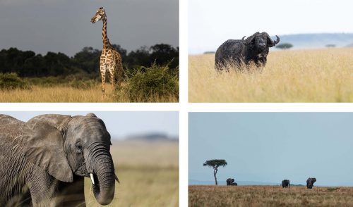 The Mara, now rich with sustenance, is a hive of activity 