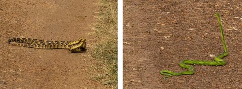 Robert saw some great snakes this week, the highlight being mating puff adders