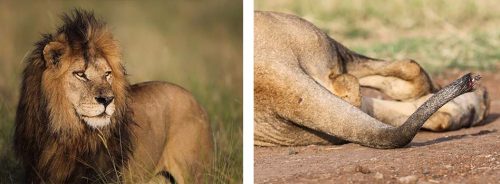 Manywele, the darkest-maned lion of the coalition has had his tail tuft bitten off, presumably by a hyena