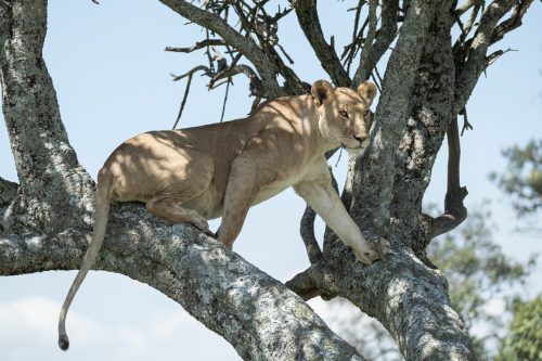 An Angama Pride lioness perches in a tree