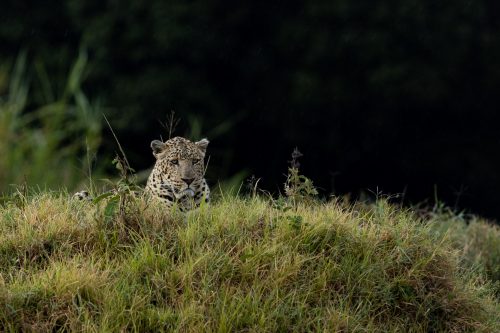 Confident and well established, the Sheperd Tree Male is a Mara favourite