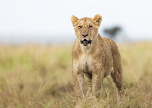 A lioness from the Owino Pride looks out over her hunting ground