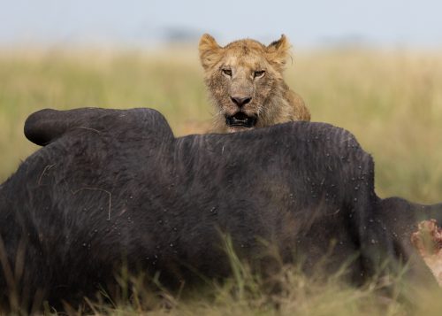 A buffalo is a great feast for the Owino Pride