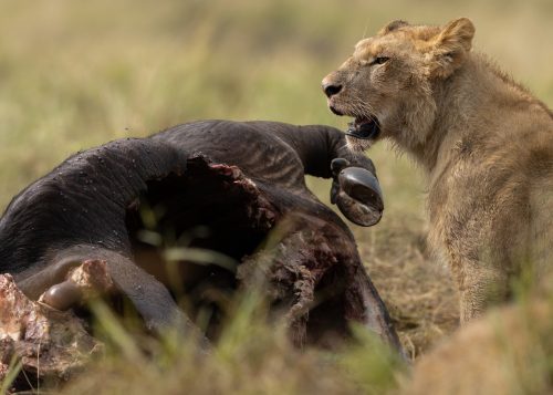 The pride had to keep watch for any unwanted visitors 