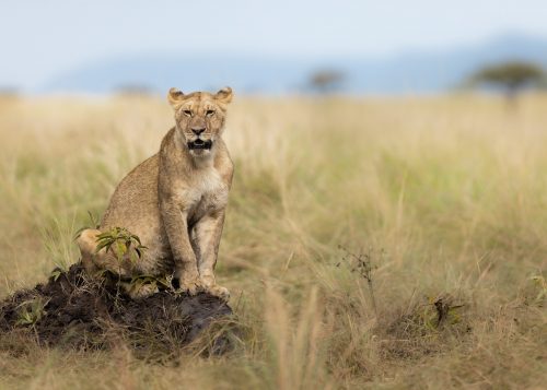 This lion takes a break to let the buffalo digest 