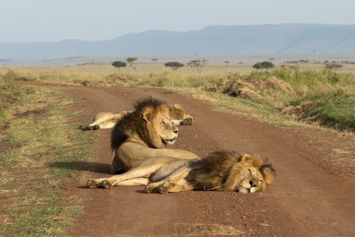 The three Inselberg males enjoy a mid-morning snooze on the main road without a car in sight