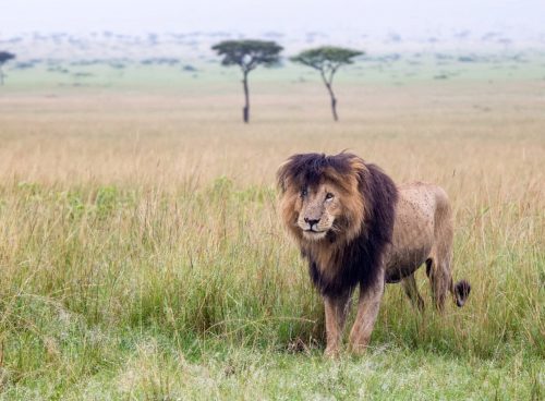 His impressive yet unruly mane was one of his most endearing features