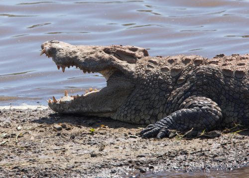 A monstrous, and easily identifiable crocodile, sizing about 14 feet – I like to call him Hook