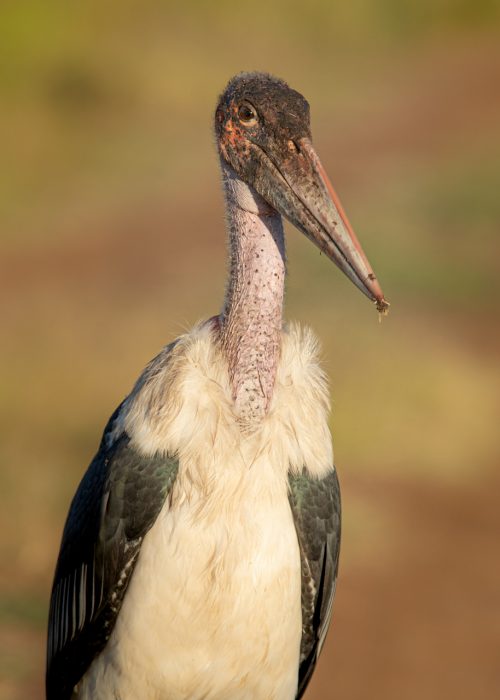 The ever-beautiful marabou stork...