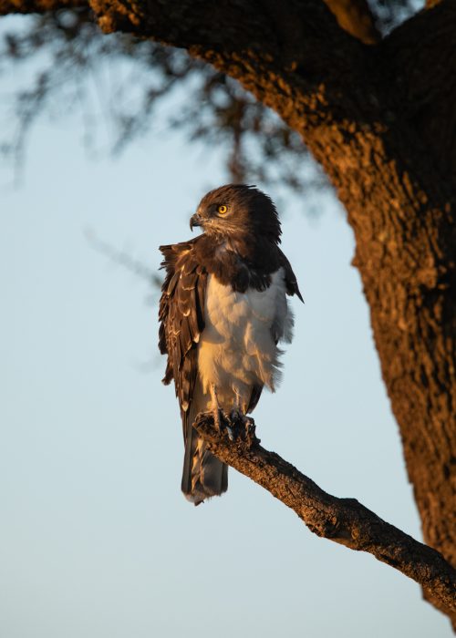 What ruffled this black-chested snake eagle's feathers?