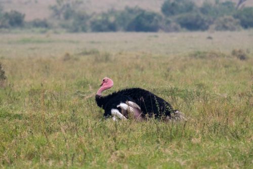 This male ostrich was pulling out all his best moves 