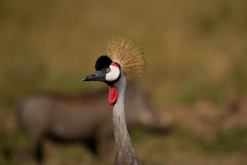 An African grey crowned crane with a warthog backdrop